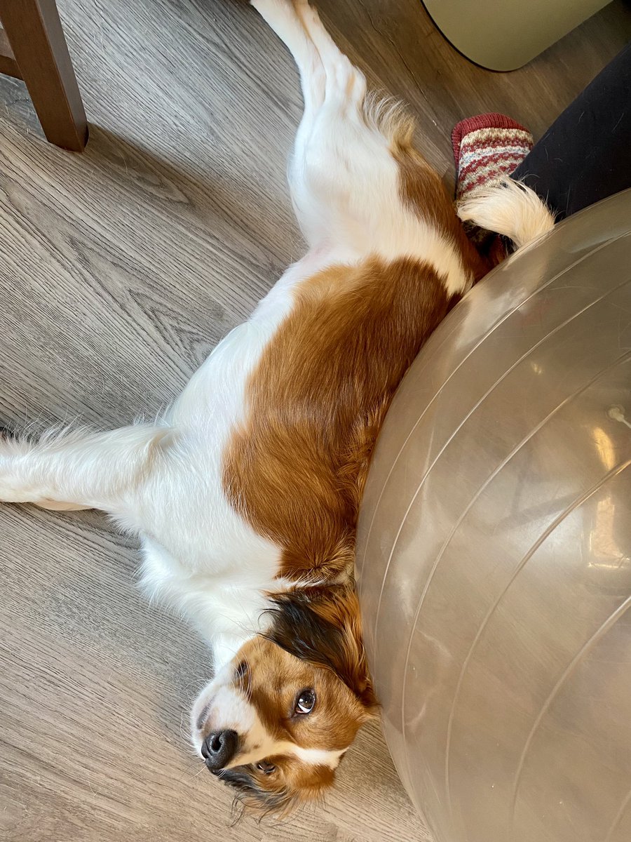 旦那氏が仕事中の定位置
こっそり撮るつもりがバレてしまった😂