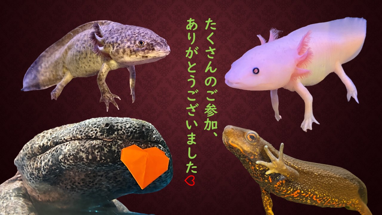 かすみがうら市水族館 2月末まで館内で行われていた 好きな魚に をあげよう の Best を発表します 皆さんに参加していただき 面白い結果が出ました 全て両生類が占拠しました たくさんのご参加 ありがとうございました