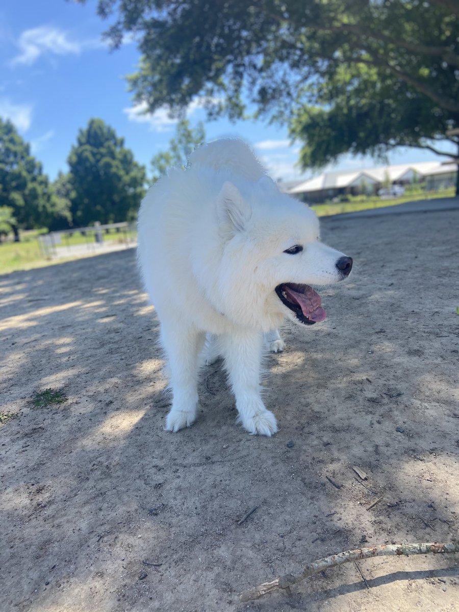 Show us your favourite blooper photo of your dog 🙌🏼
We will go first 😂
#dogsoftwitter #twitterdogcommunity #funny #doglife