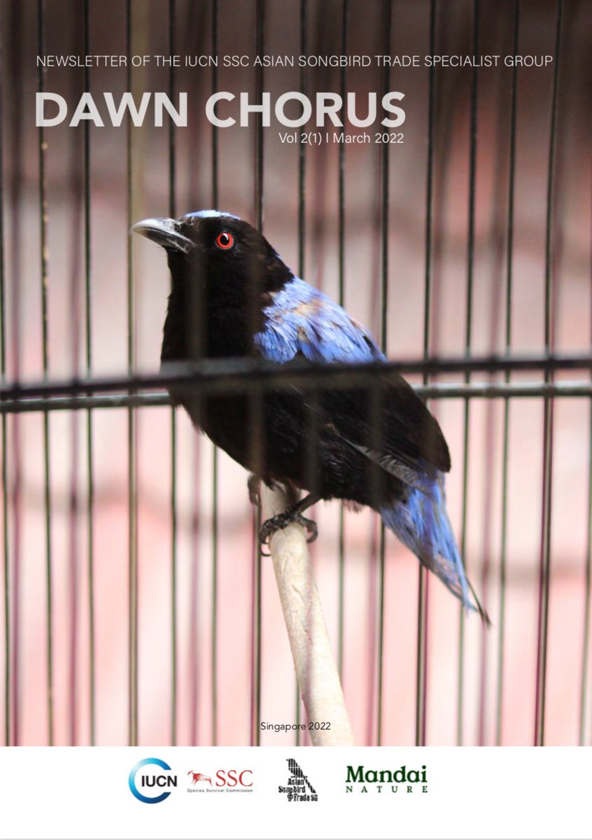 The second issue of our newsletter is out! Check it out to learn about a wide range of projects and activities led by our members to address the ongoing Asian Songbird Crisis: asiansongbirdtradesg.com/astsg-publicat… 

#dawnchorus #songbird #bird #conservationnews