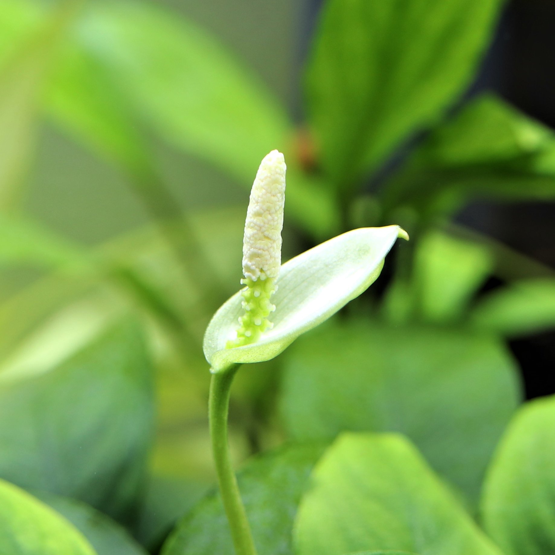 Waterplantslover アヌビアス ナナ アイズ Anubias Barteri Var Nana Eyes アイズの水中で咲いちゃった花 仏炎苞 下の白い葉の部分 の白がきれい メダカ水槽にもおススメ Waterplantslover 水草 ボトルアクアリウム 水草図鑑 みんなの水草