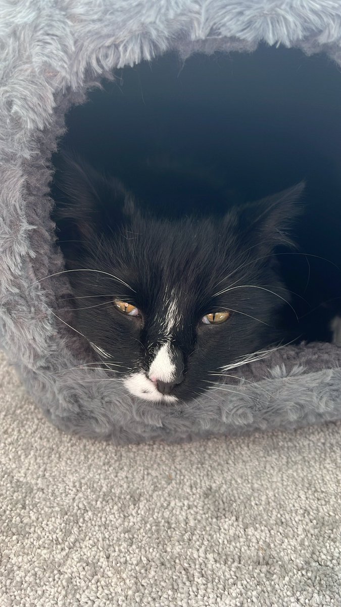 PostingTux's tweet photo. As the day come to a close, i’d like to say my thanks to my fellow felines who have so gratefully became my new friends 😸❤️

Goodnight all, Tux 🎩🐱
#CatsOfTwitter https://t.co/cRkOLNeogm