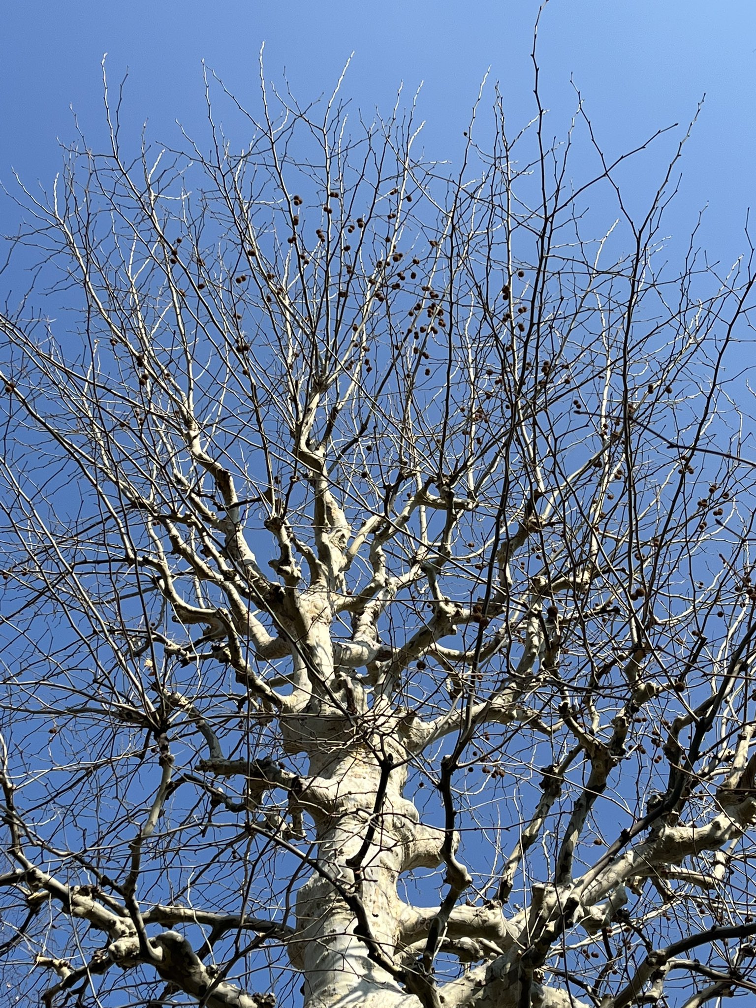 アメリカスズカケノキ Twitter Search Twitter