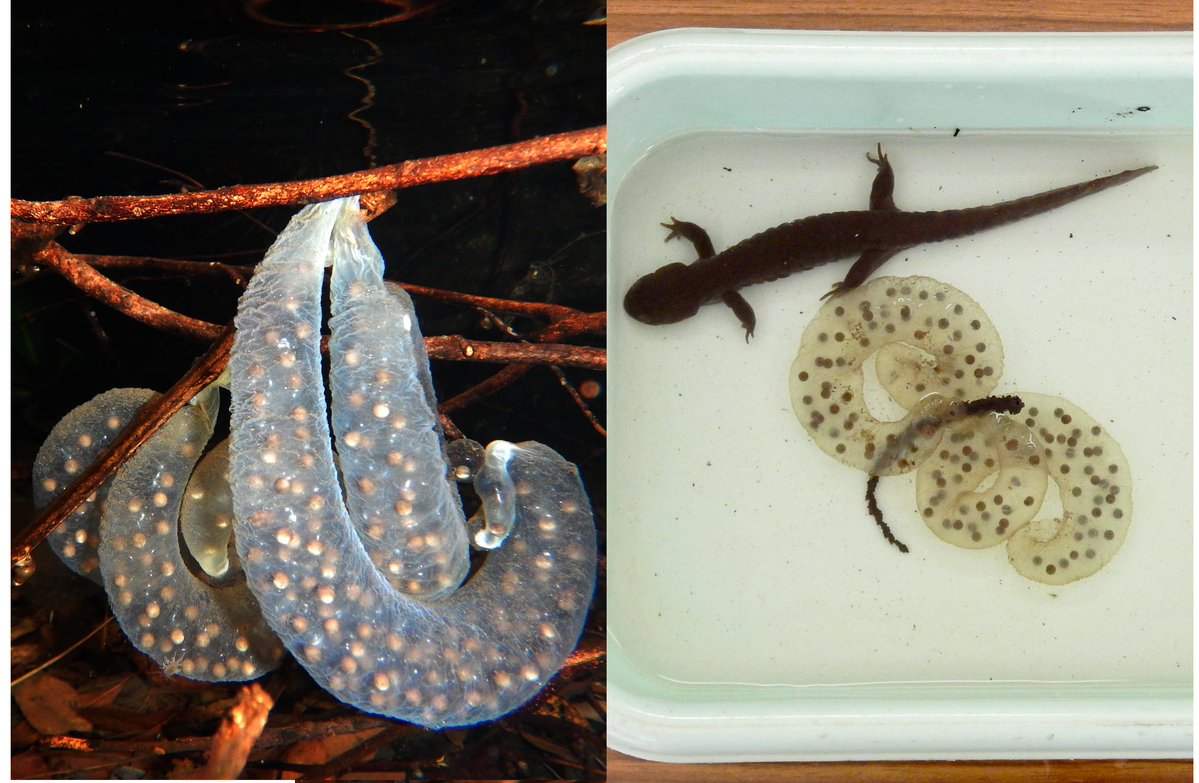 横須賀市自然 人文博物館 Twitter પર トウキョウサンショウウオ 馬堀自然教育園では 例年より半月ほど遅れてトウキョウサンショウウオの産卵が盛期を迎えました これに合わせて馬堀自然教育園の学習棟では卵の飼育展示をはじめました 時間の経過とともに 横須賀市自然 人文博物館 Twitter પર トウキョウサンショウウオ 馬堀自然教育園では 例年より半月ほど遅れてトウキョウサンショウウオの産卵が盛期を迎えました これに合わせて馬堀自然教育園の学習棟では卵の飼育展示をはじめました 時間の経過とともに