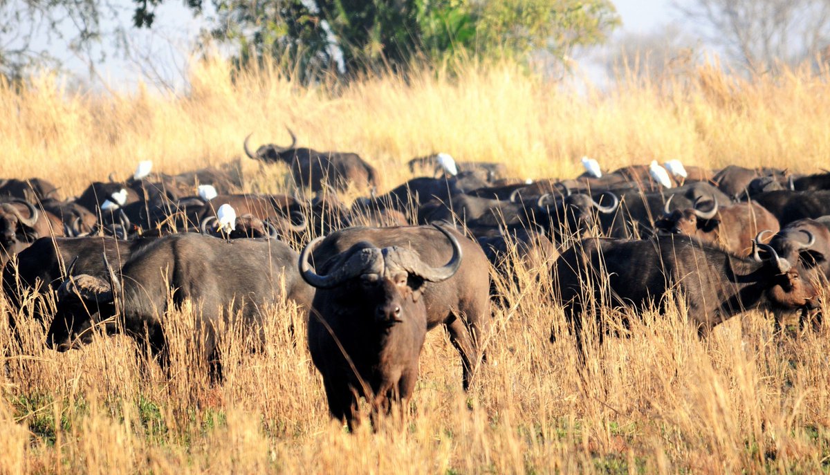 UNDPZambia's tweet photo. Hosting Africa’s 2nd largest protected area &amp; the 5th in the world, #Zambia stands out as a wild gem. Tourism accounts for over 7% of 🇿🇲’s GDP, but the industry is under threat from poaching &amp; illegal wildlife trafficking. See how we're helping👉 https://t.co/bQgF7tUqkr  #WWD2022 https://t.co/8CJX99Ywbs