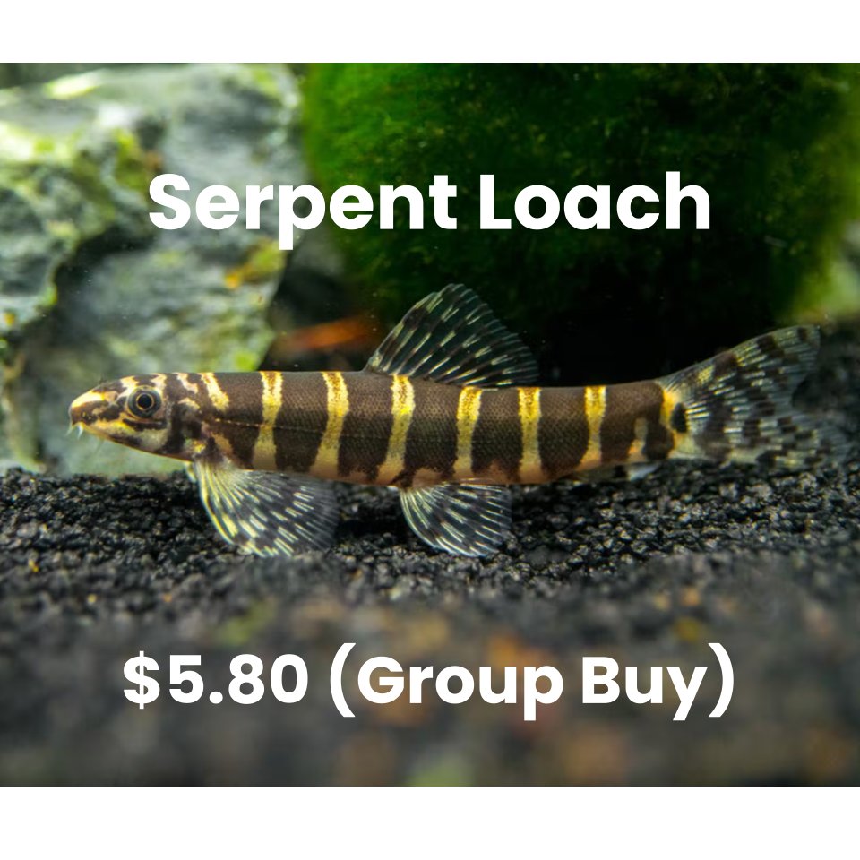 FishyHub's tweet photo. 💎Ultra Rare Fish For Group Buy! - https://t.co/geHt0AXfmw https://t.co/lGGIABH0LI