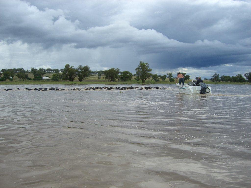 Devastating scenes right across NSW at the moment, including for our primary producers who have already been through so much over the last few years.
If you need immediate help with stranded, injured or perished livestock, please call our hotline on 1800 814 647.