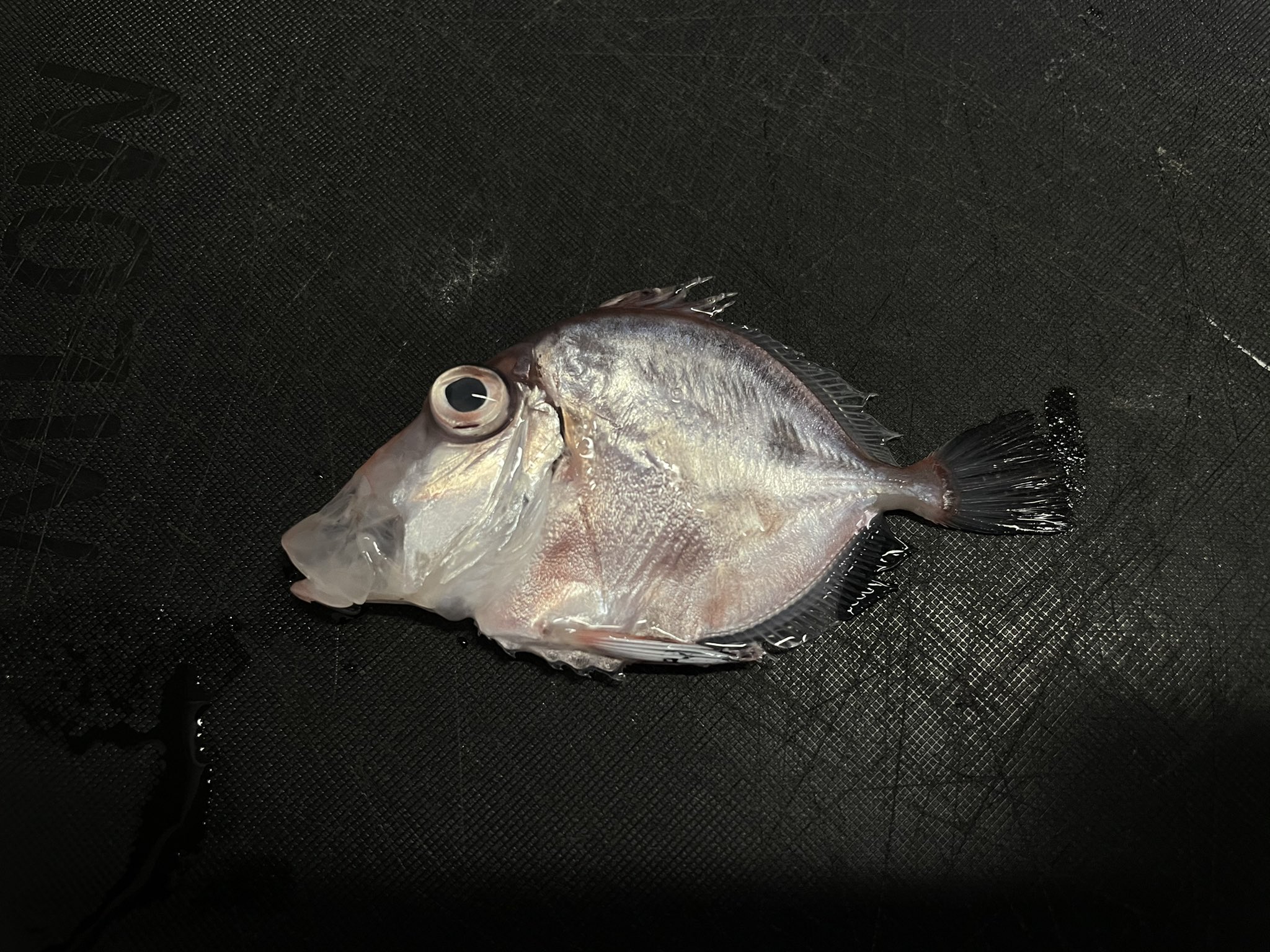 深海魚漁師 イッテンカゴマトウダイとれました 死んでしまうと点が薄くなっちゃうな T Co Adikqs3bew Twitter 深海魚漁師 イッテンカゴマトウダイとれました 死んでしまうと点が薄くなっちゃうな T Co Adikqs3bew Twitter
