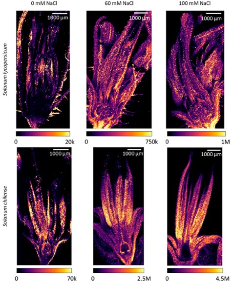 Read more about sodium in tomato flowers here: doi.org/10.3390/plants…