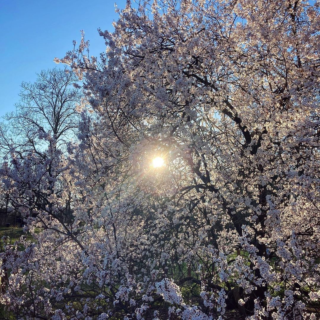OTBB92's tweet photo. | Repost @GPSO_SeineOuest |
🌺 BALADE AU PARC ROTHSCHILD 🍃
Merci à @th_briffaut pour la photo ! 📸
Vous aussi, taguez vos photos avec le hashtag #otbb ou identifiez-nous sur vos publications 👉 nous partageons vos plus belles images du territoire 🤩 https://t.co/3hy3NczVS5