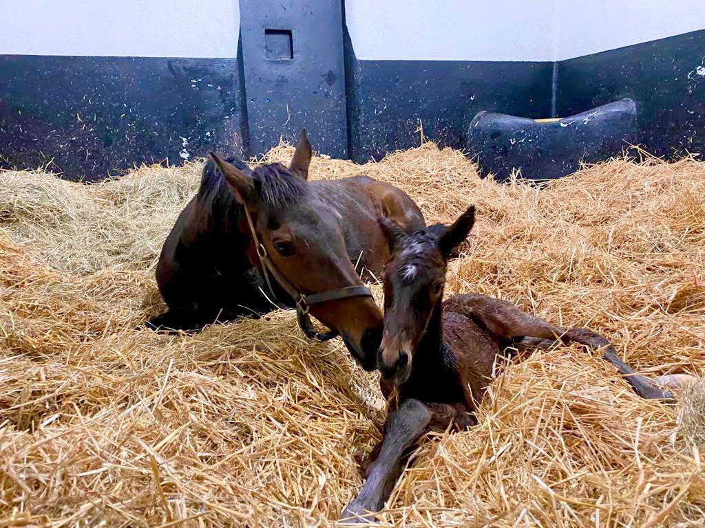 Irish National Stud tweet media