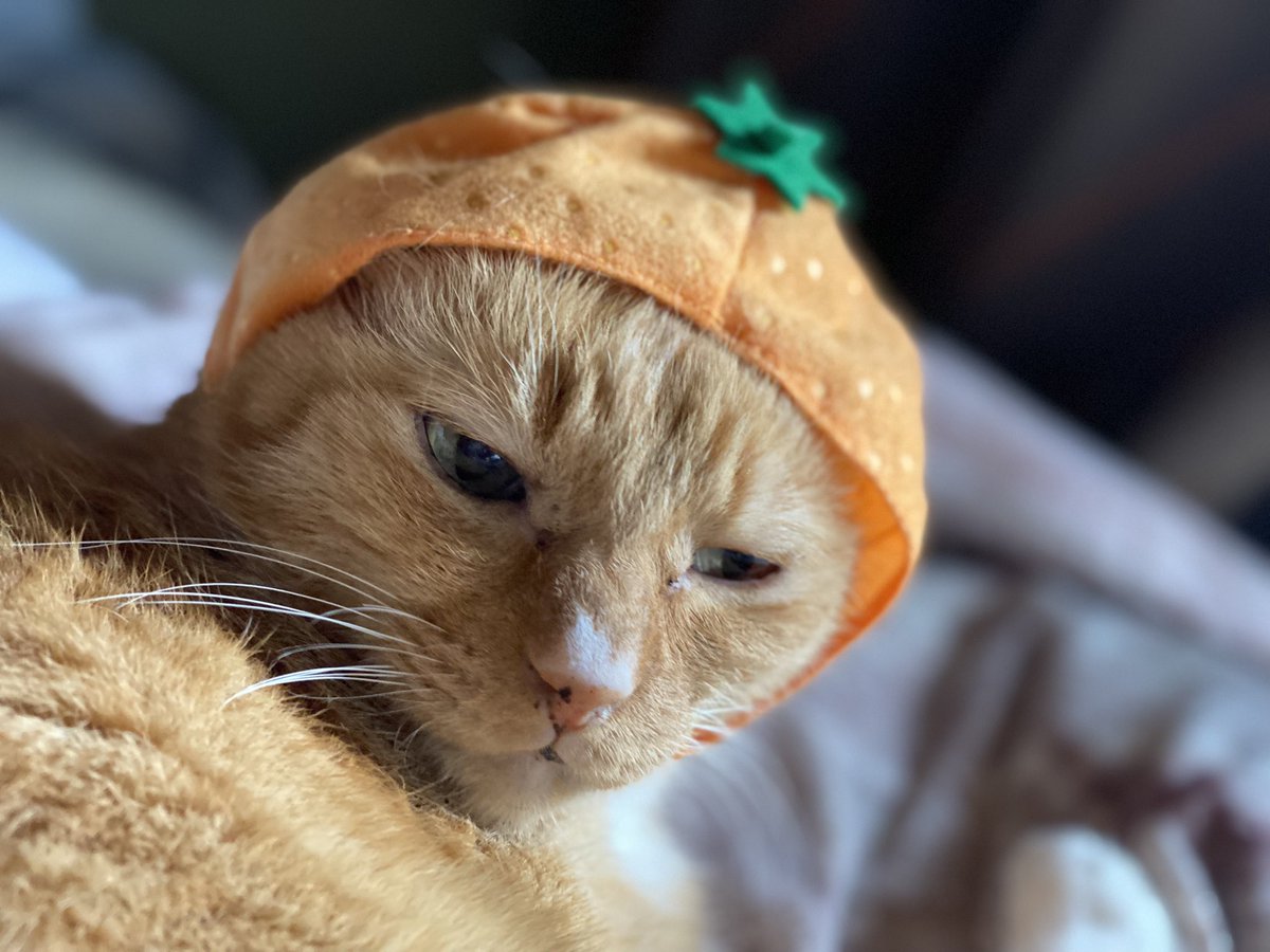 taki0803's tweet photo. 可愛すぎてなんでも似合っちゃうね🍊🐰 https://t.co/OMhlbuo4dE