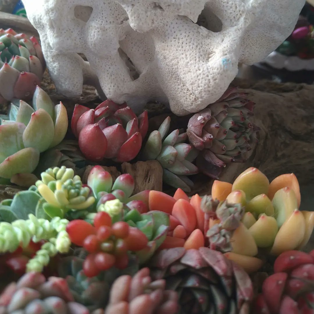 Lycheevillage 今日の寄せ植え 多肉植物 寄せ植え 流木https T Co 9vw9zrmoga Twitter