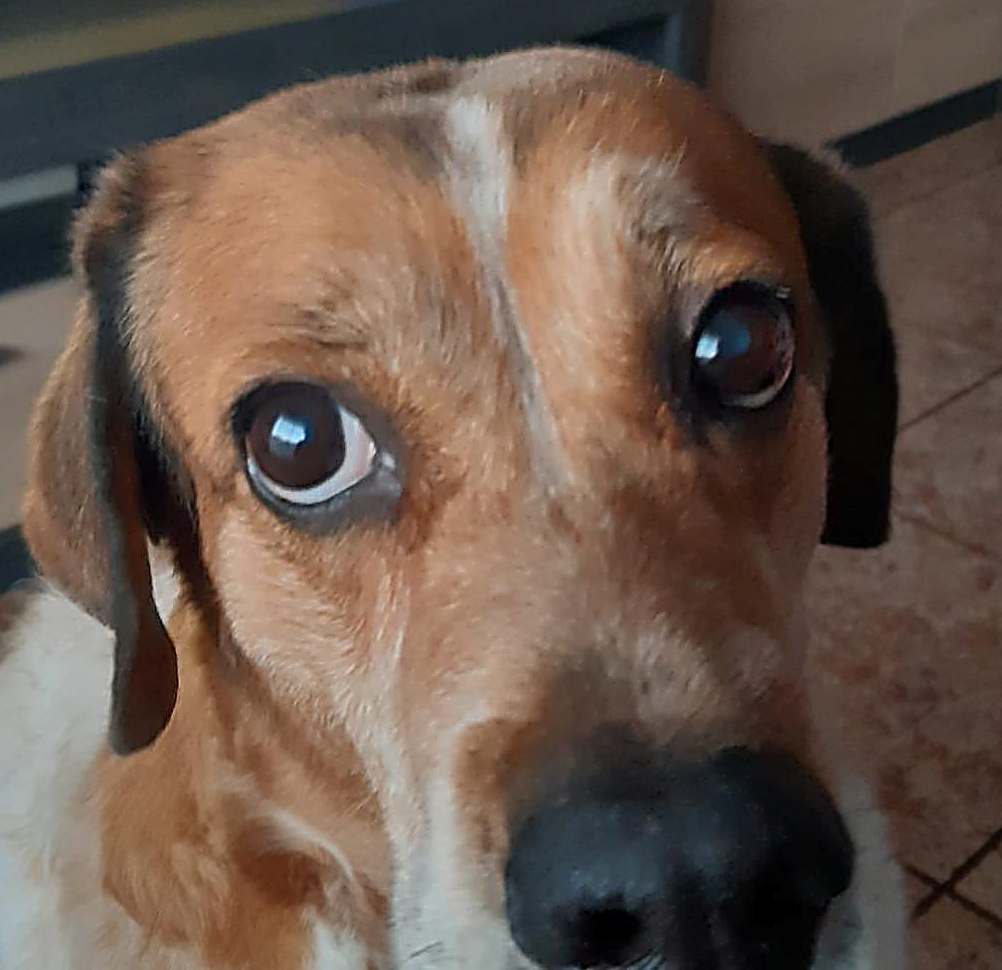 #ABUELITOS (14 y 10 AÑOS) #MADRID
Su dueño ha fallecido y no podemos dejarles solos tan mayores!!!.
Si no puedes adoptarles, por favor 🙏, ayúdanos a difundir para encontrarles una adopción responsable. 

patitas.pintonas@gmail.com