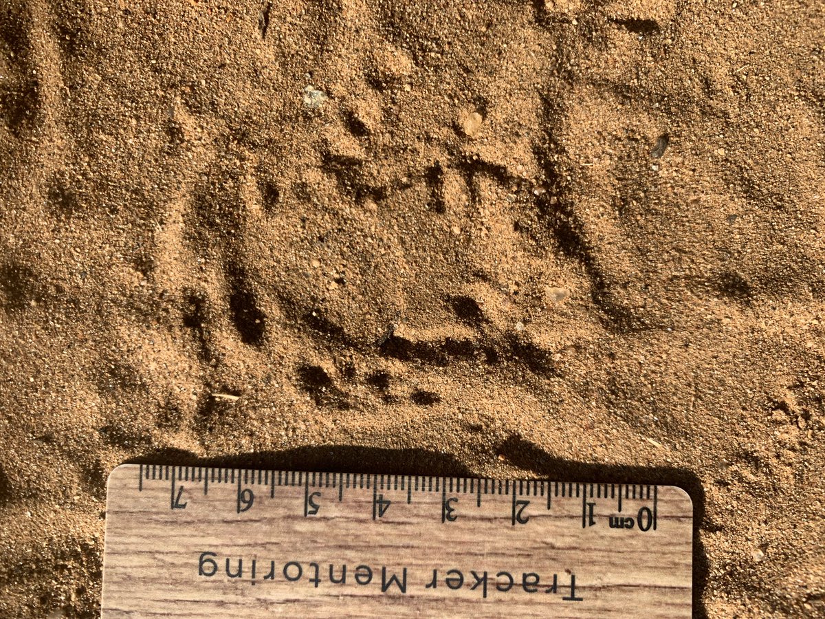 MfaziNkonzo's tweet photo. A lovely frog track in the South African sand this morning. #trackingisoriginalwisdom #cybertracker #trackermentoring @AbeeFungus @FayGore @SandyMarieReed https://t.co/1Bgx477QEo