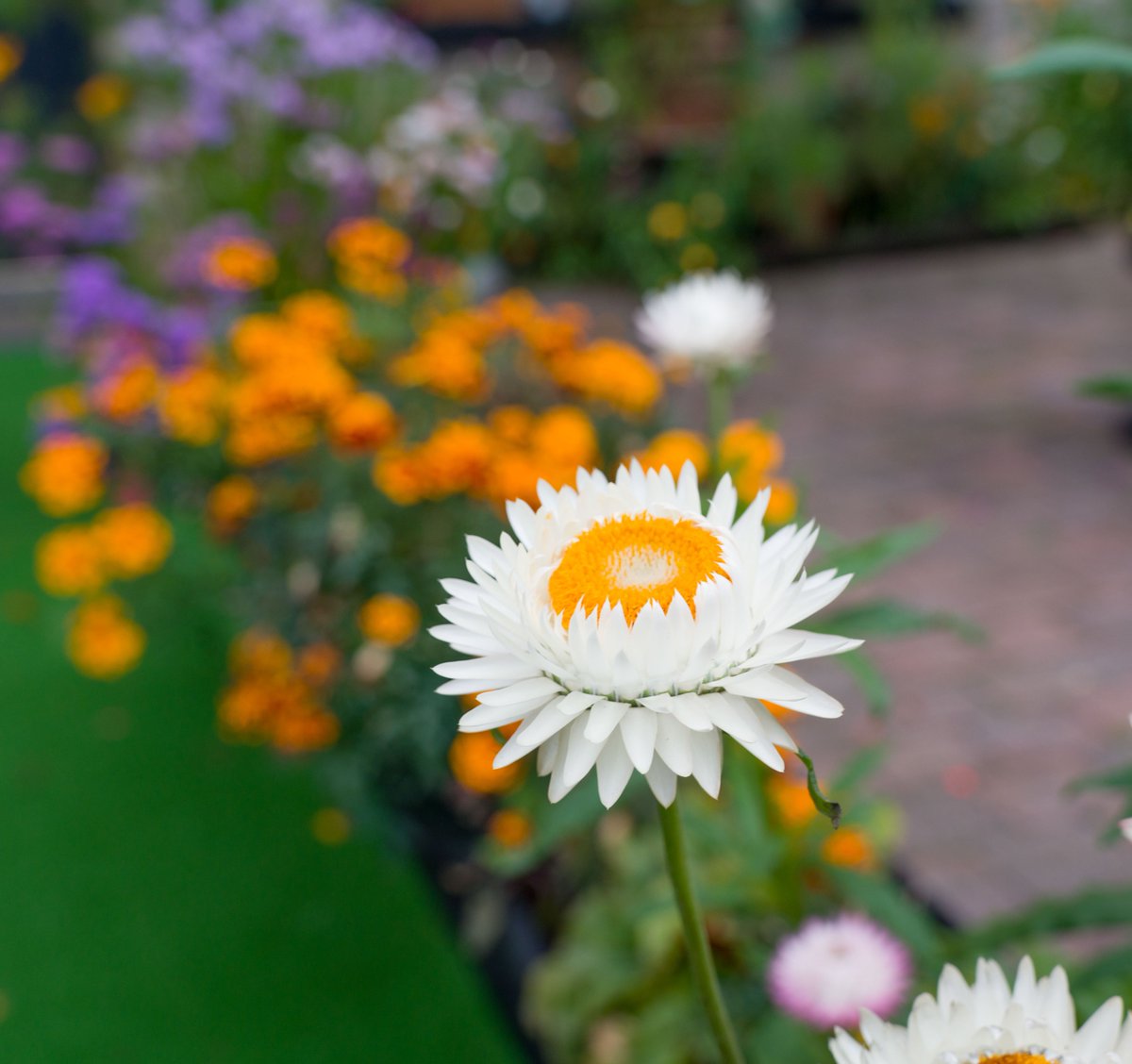 Looking forward to a Summer getaway ☀️#CarrickOnShannon #OriginalIrishThursday <a href="/originalirishht/">Original Irish Hotels</a> bit.ly/3ttzBhM