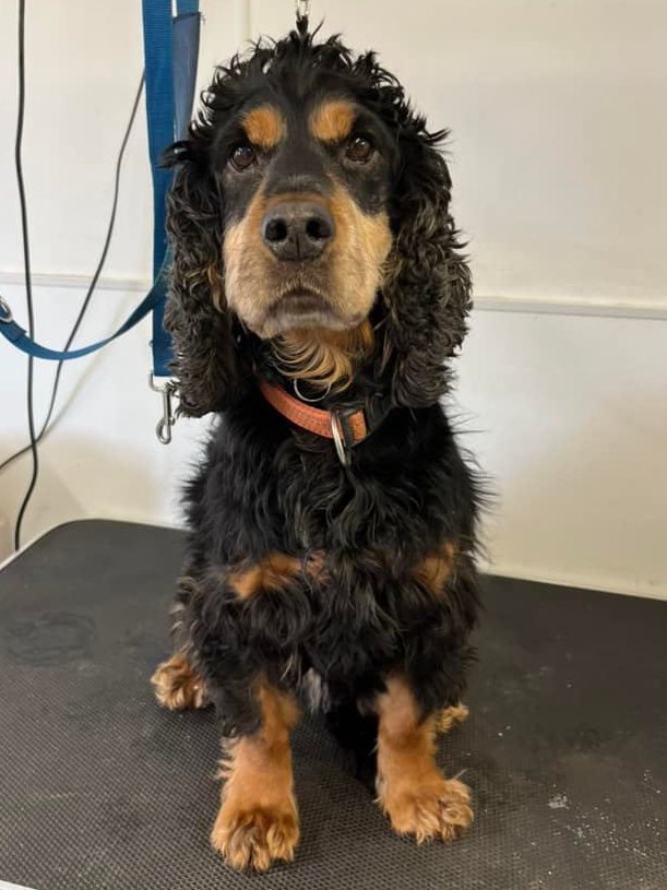 Here's great crested newt detection 🦎 dog Rocky before and after his pamper session!

#conservationdogs #wagtailuk #conservation #detectiondogs #snifferdogs