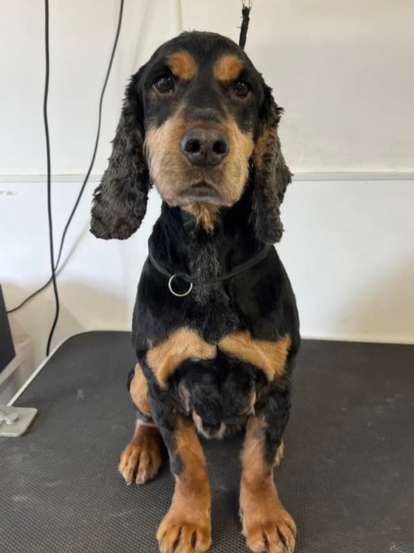 Conservation Dogs tweet media