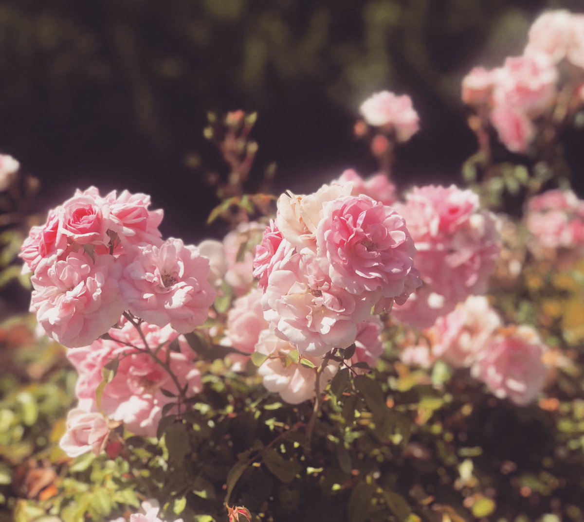 pledgedrose's tweet photo. “Be like a very small
joyous child
living gloriously in the
ever present Now
without a single worry or concern
about even the next
moment of time.”
— Eileen Caddy

🌸💗🌸

https://t.co/RRELFS5Y7f https://t.co/8PAm59AKCC