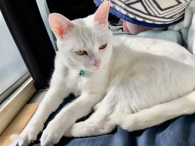 ふーちゃの詰め合わせ 