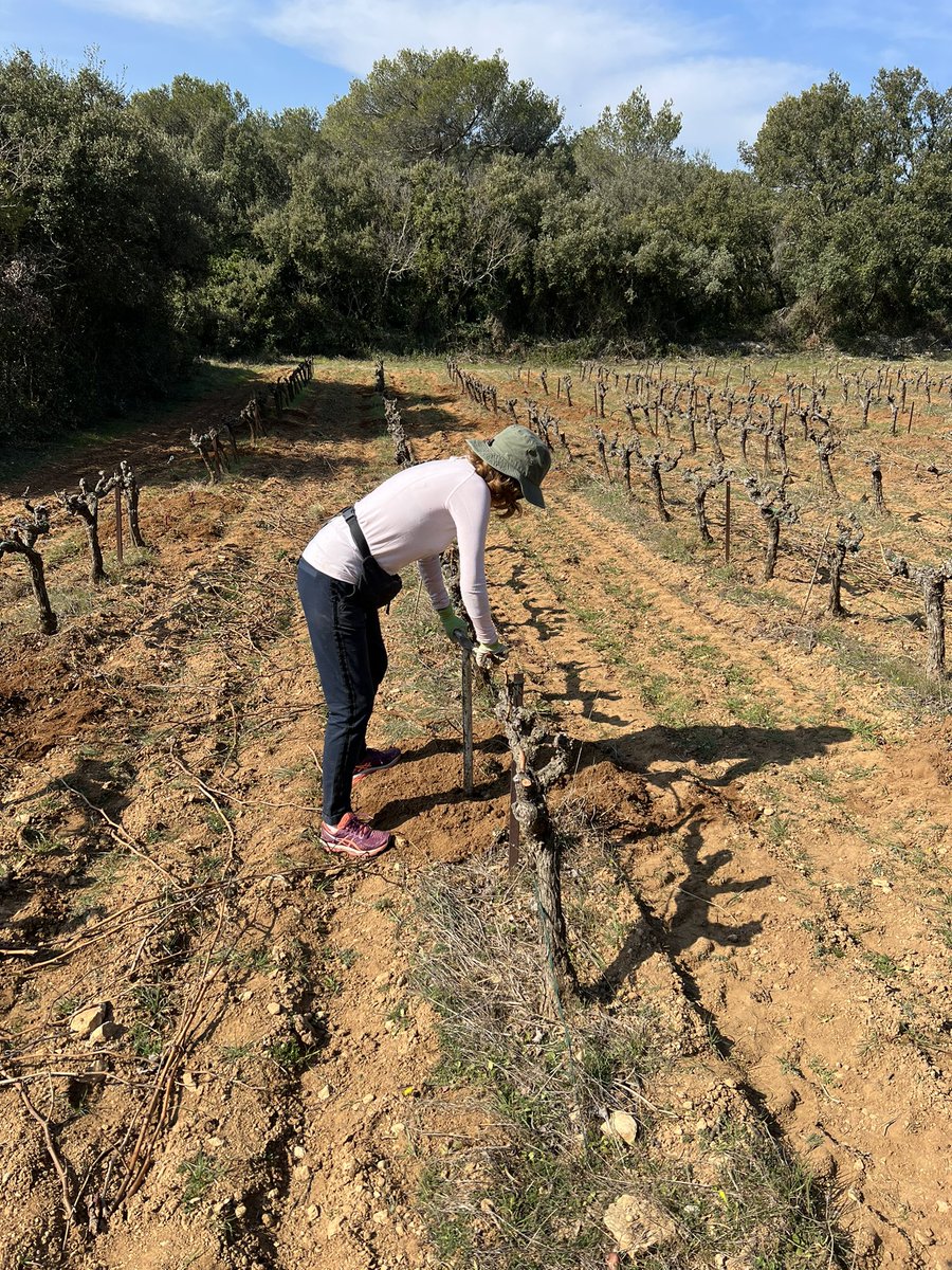 First plot in our Plan Bouquet Grenache vineyard revived . There are now 114 newly planted vines amongst the 40 year ones. We’re are fastidiously organic on this elevated site than is surrounded by woodland. Thank you <a href="/lucy28maguire/">Lucy Gaffney Maguire</a> … <a href="/NomadWine/">nomad wine importers Cathal Derain</a> <a href="/Tindalwines/">Tindal Wines</a> <a href="/LesDeuxCols/">Les Deux Cols</a>