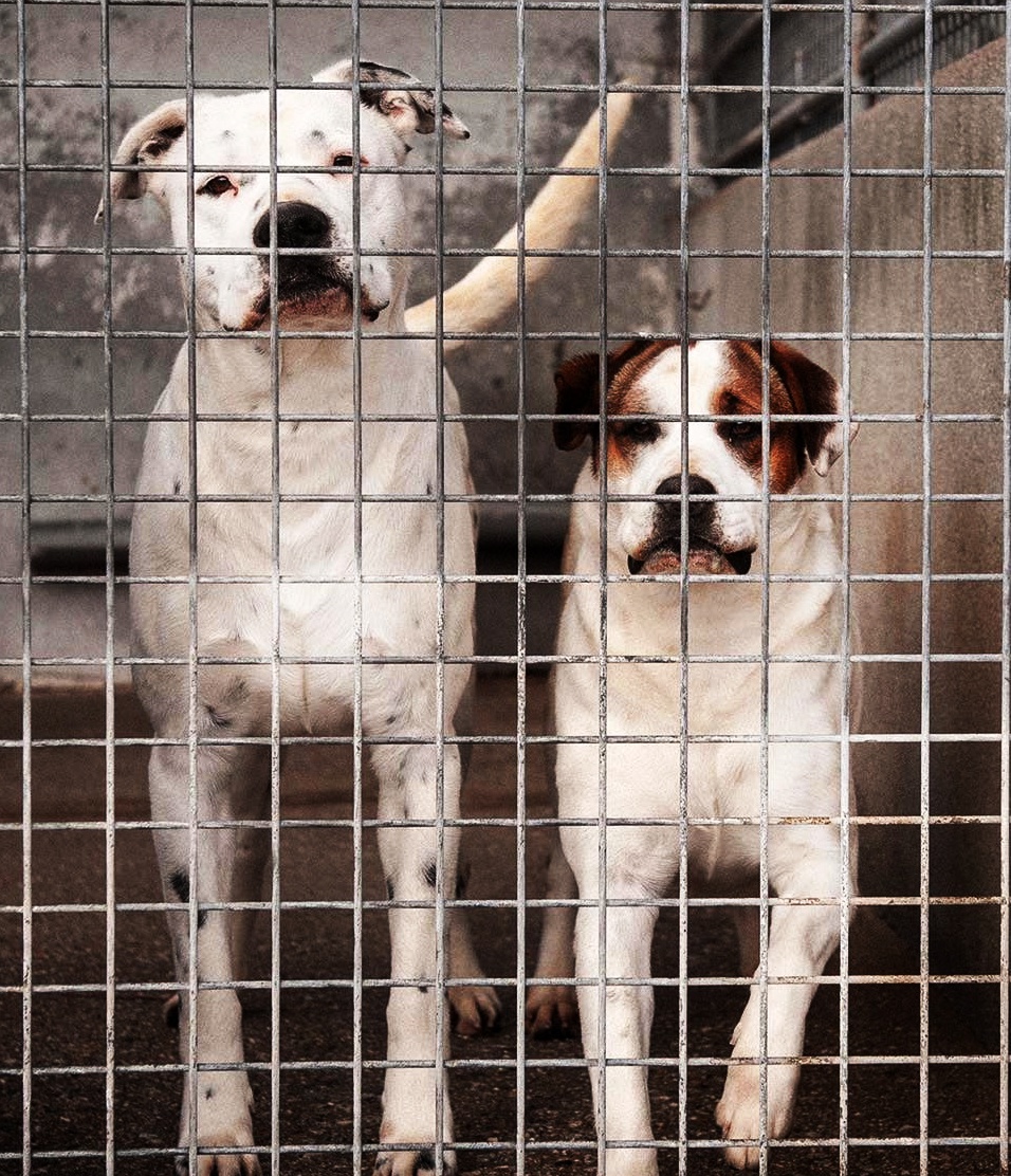 #POCHO &amp; #CHOLA (7 y 3 AÑOS) #ORENSE 
¡Malditas siglas! ¿Qué significa PPP si lo que se rebosa es amor?? 😡.
Esta no es la vida que merecen... pero es la que van a tener hasta que alguien decida cambiársela!
Es necesario tener licencia para su adopción

progapeourense@hotmail.com