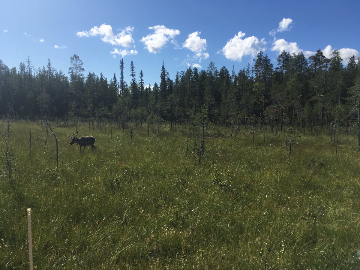 Gesche Blume-Werry tweet media