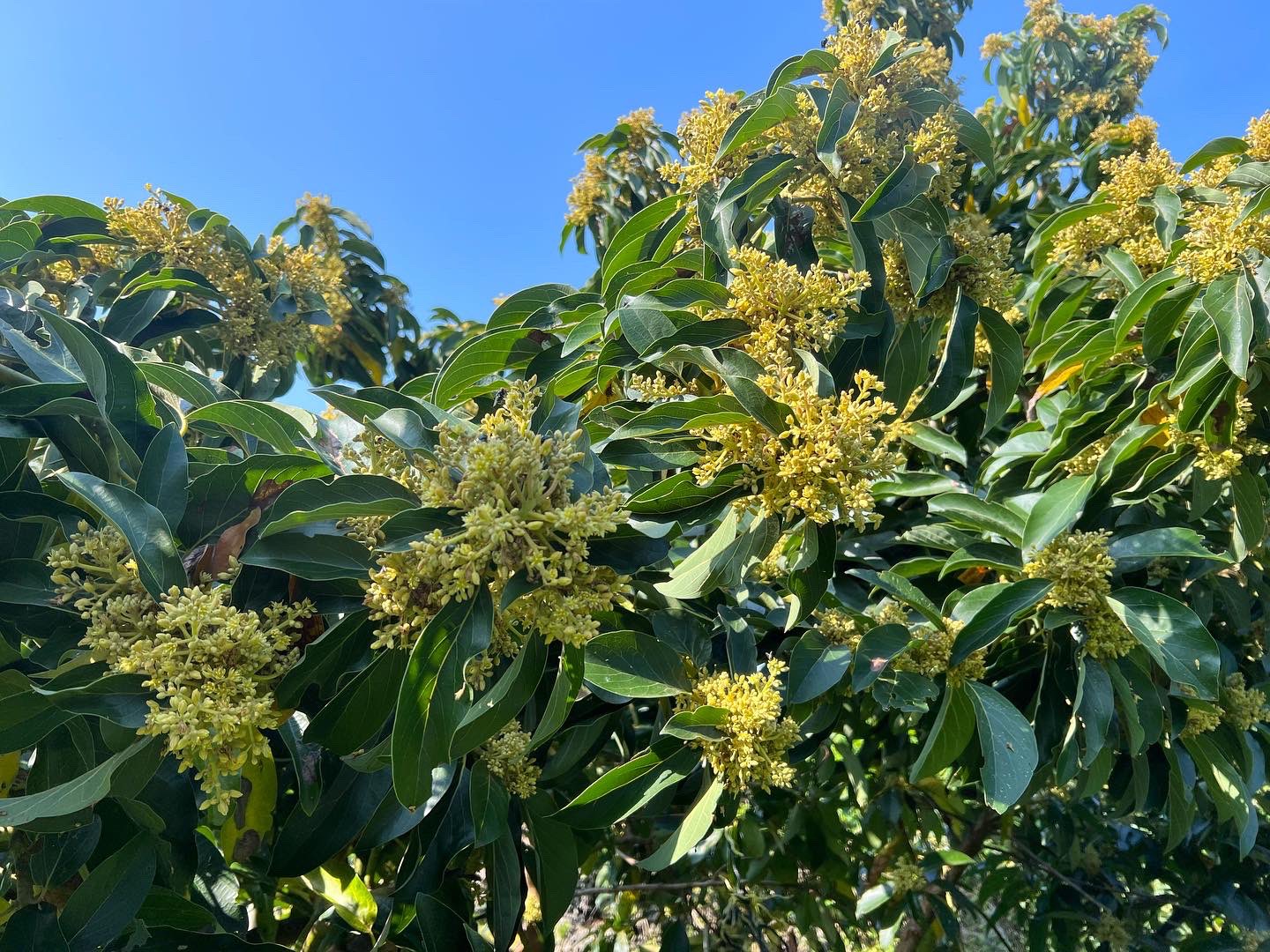 けんゆー アボカド作ってる人 アボカドの花だ T Co Egeqxg7dwq Twitter