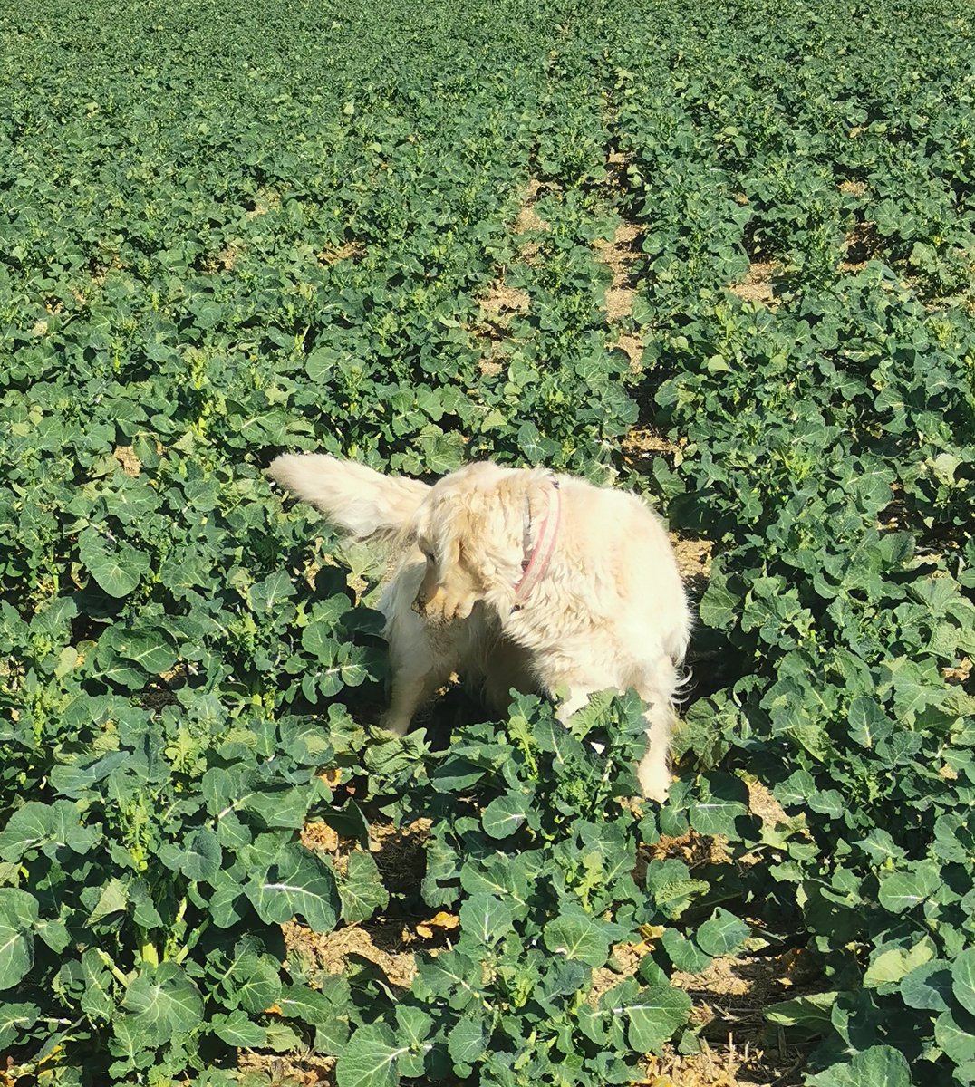Pendant que je contrôle le charançon, j'en connais une qui cherche des souris.