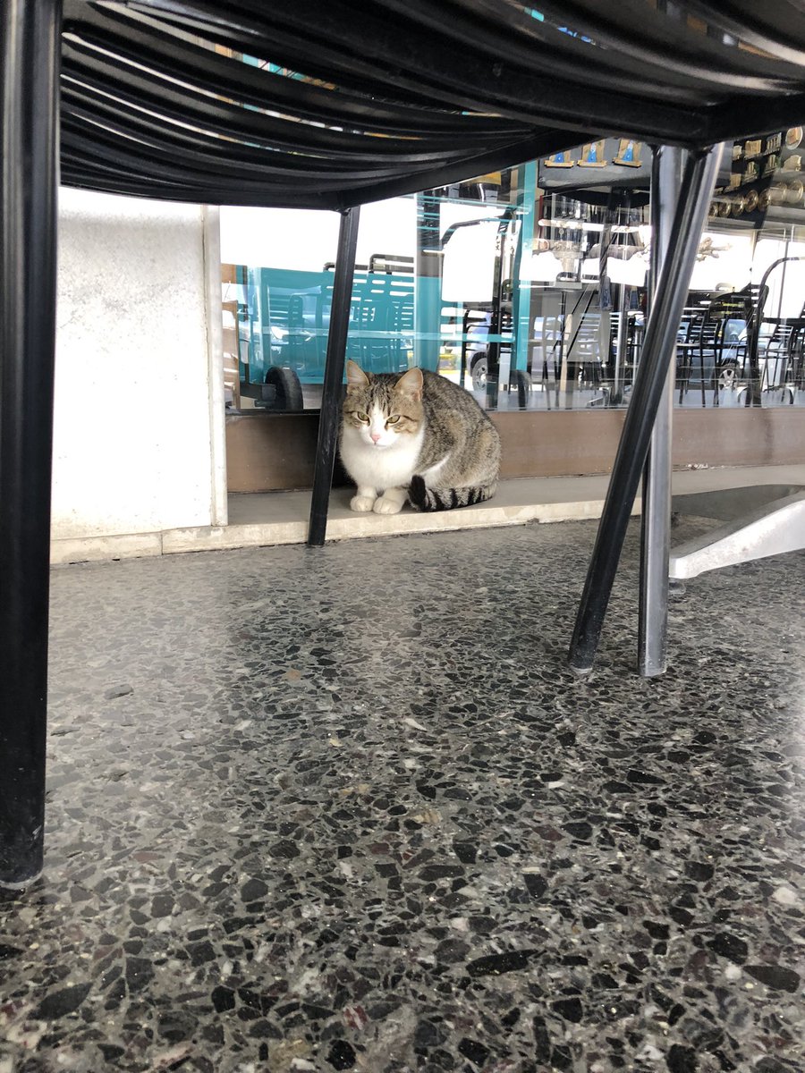 Mark-Anthony Karantabias tweet media