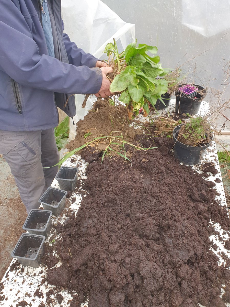 #formation sur la division de touffes afin de préparer les #potagers