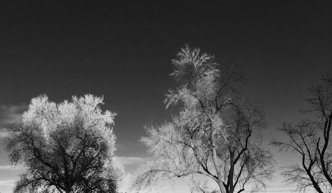 ArtofRob's tweet photo. Setting Winter Sun 
photo by moi

#WinterLight  #WinterTrees  #BWLandscape https://t.co/qq0heVWEGw