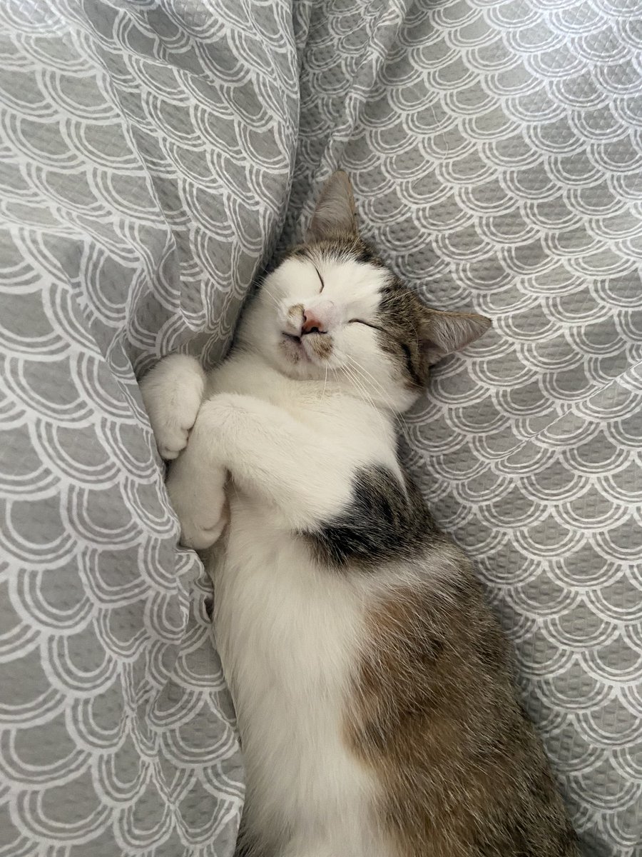 notbiana's tweet photo. Isn’t she the cutest ❣️ #CatsOfTwitter https://t.co/tWBsWq6t0Z