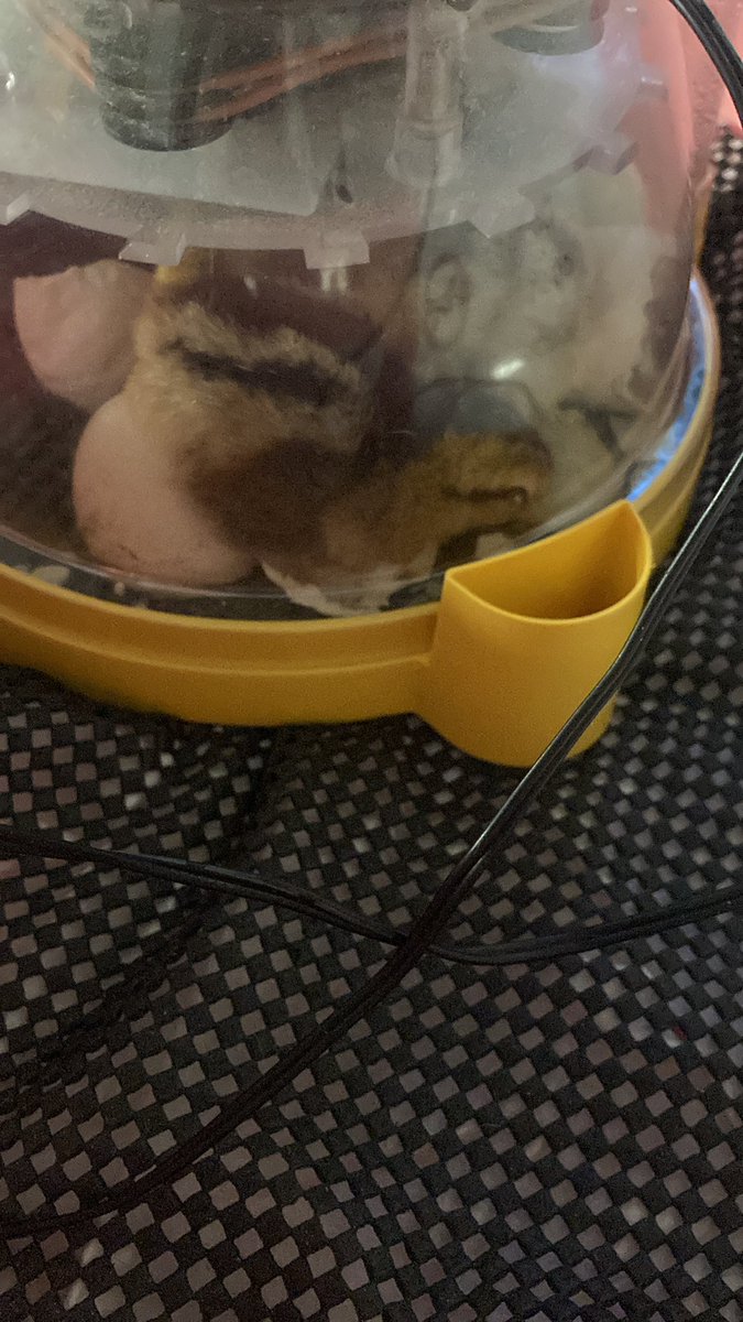 How exciting… we have six chicks this morning!!! And a video of one hatching to show the children!!! #reallifeexperiences @bramley_park