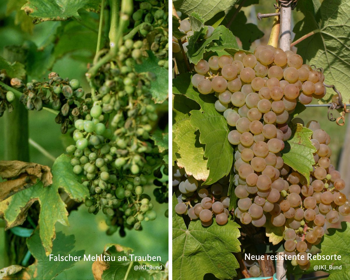 BZL_aktuell's tweet photo. PIWI-Weine 🍷 sind gut für die #Umwelt. Die pilzwiderstandsfähigen Rebsorten benötigen weniger Pflanzenschutzmittel und sparen CO2 ein - im konventionellen wie auch im #ökologischen #Weinbau. Bei Verkostungen schnitten PIWI-Weine gleich oder besser ab.
➡https://t.co/Sk8um0kRjK https://t.co/8Zw0FQbSh6