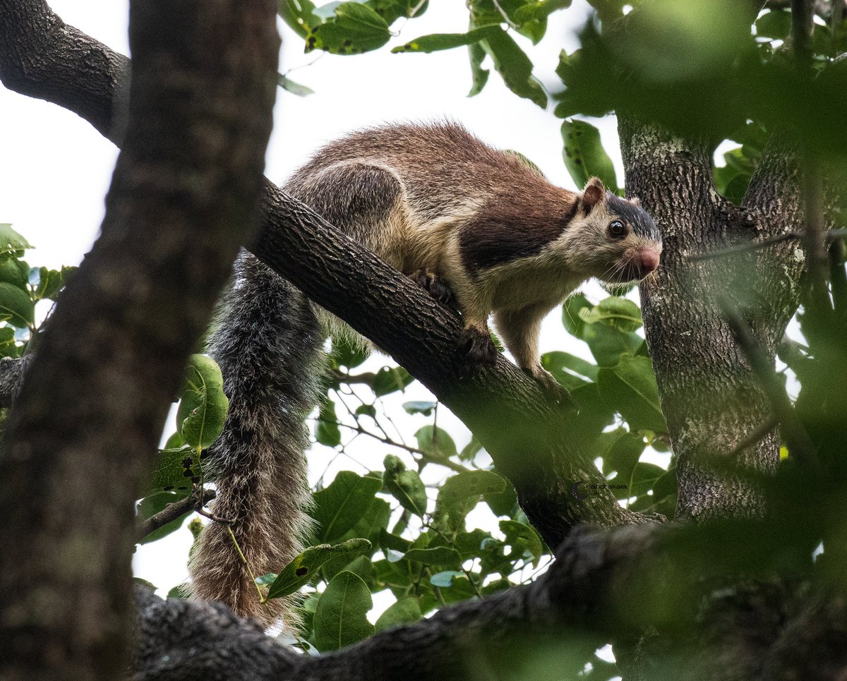 Grizzly giant squirrel telling us to #lovewildlife, #conservewildlife and save #habitation 
#Indiaves #WorldWildlifeDay #BBCWildlifePOTD #TwitterNatureCommunity #wildlifephotography #wildlifeday #wildtamilnadu