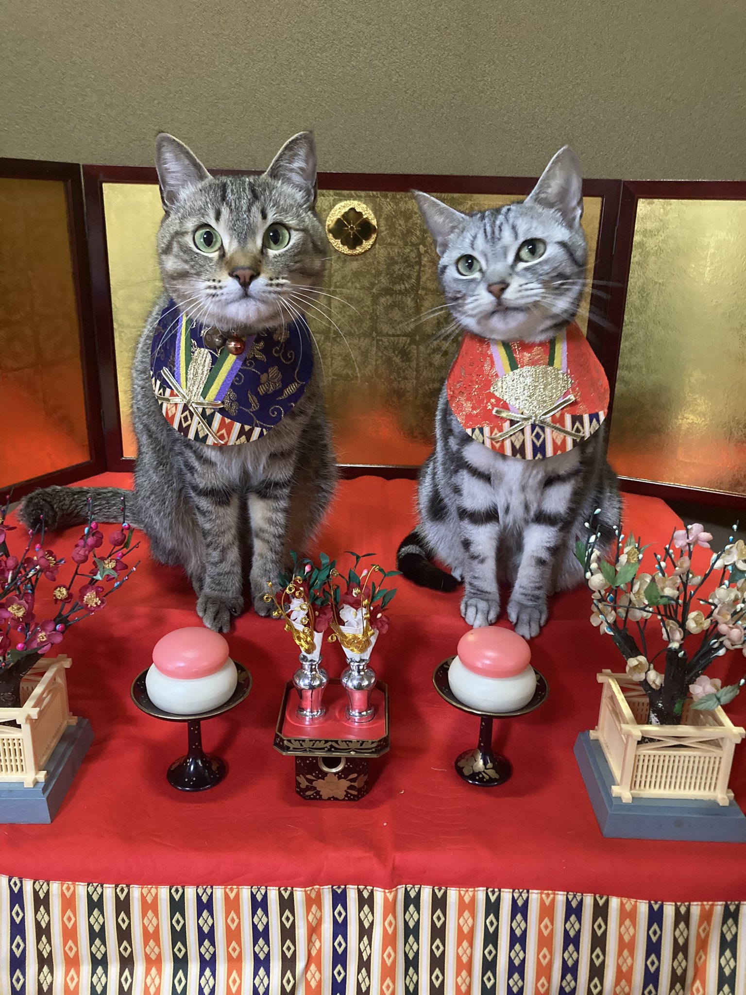 海藻系飼い主さん 今日は楽しい ひな祭り ひなまつり 雛祭り ひな人形 雛人形 桃の節句 猫好きさんと繋がりたい 猫のいる暮らし 猫がいる幸せ 猫 T Co Unvhxnwtdb Twitter 海藻系飼い主さん 今日は楽しい ひな祭り ひなまつり 雛祭り ひな人形 雛人形 桃の節句 猫好きさんと繋がりたい 猫のいる暮らし 猫がいる幸せ 猫 T Co Unvhxnwtdb Twitter