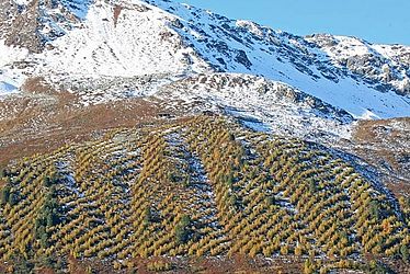 annekempel's tweet photo. Masterproject on testing the stress-gradient hypothesis along an elevational gradient at the #Stillberg afforestation in Davos! DM me or flick me a mail if you are interested! #Masterproject
https://t.co/wsCa9HCFVg https://t.co/rzWrmK77uq