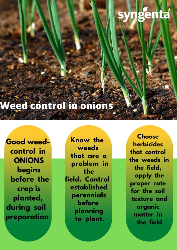 Lunar surface wooden melody Syngenta Zimbabwe on Twitter: "#ThursdayTips, Pest and Disease control in ONIONS ▫️Thrips ➖use Solvigo, Actara and Dynamec ▫️Cutworm➖ use karate Zeon. ▫️Downy Mildew➖ use Folio/Ridomil Gold; Revus ▫️Purple Blotch ➖use Amistar Top; Lunar surface wooden melody Syngenta Zimbabwe on Twitter: "#ThursdayTips, Pest and Disease control in ONIONS ▫️Thrips ➖use Solvigo, Actara and Dynamec ▫️Cutworm➖ use karate Zeon. ▫️Downy Mildew➖ use Folio/Ridomil Gold; Revus ▫️Purple Blotch ➖use Amistar Top;