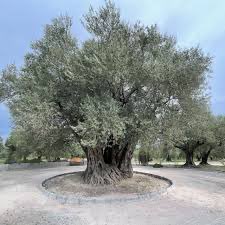 Zeytin ağacı kutsaldır, değerini bilmeli korumalı. Zeytinliklerde maden aramaktan vazgeçilmelidir.