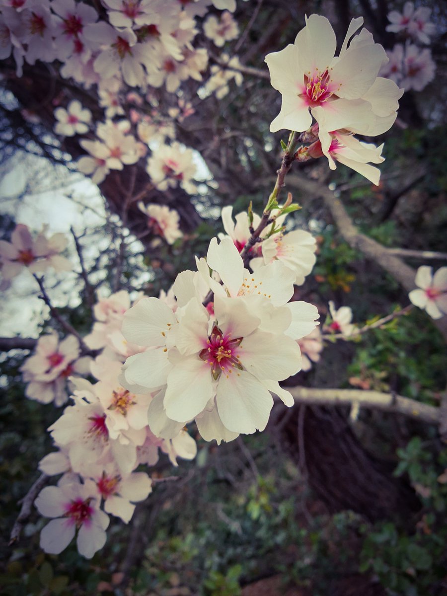 You can cut all the flowers but you cannot keep Spring from coming.  P. Neruda 
💙💛
Good morning my friends... have a blessed day 🙏🏼 
#flower #flowerblossom #flowerphotography #NatureCommunity #naturephotography #naturelover #nature #tree #treeclub