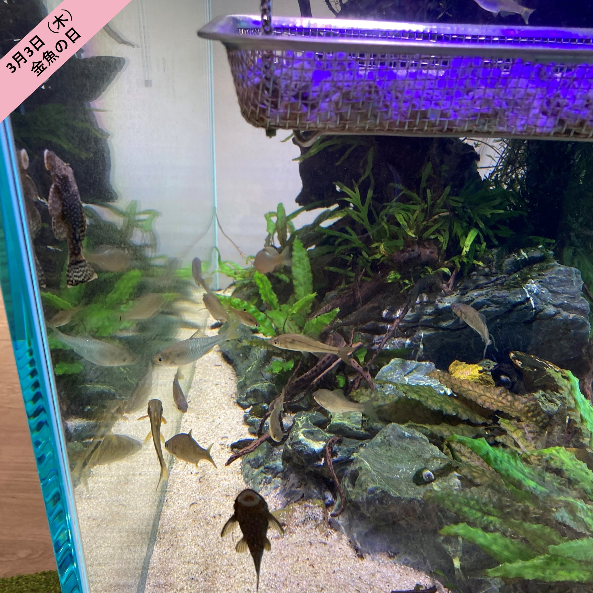 تويتر カルテック株式会社 على تويتر 3月3日 木 金魚の日 本社には お魚さんたちが暮らしています この水槽実は 光触媒 でキレイな水質を維持中 金魚を探せ 金魚の日 手前でくっついてる魚 僕ハゼちゃうで 最初ハゼかと思ったらアマゾンでおっきく
