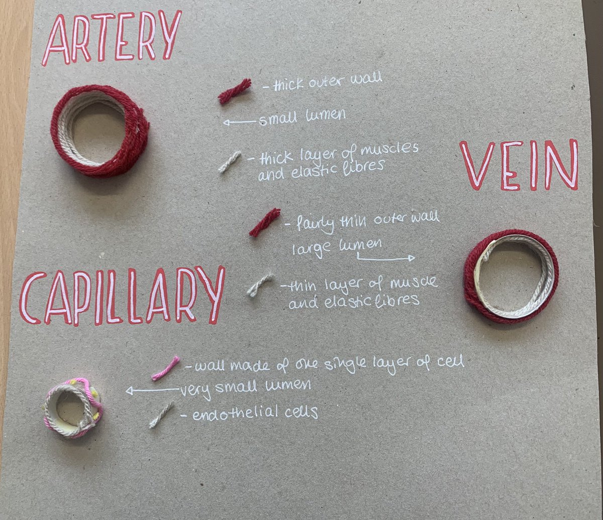 KESBathSport's tweet photo. Some amazing efforts from our year 10 gcse pe students on the cardiovascular system. #learningthroughmaking https://t.co/3w2Um2pteP