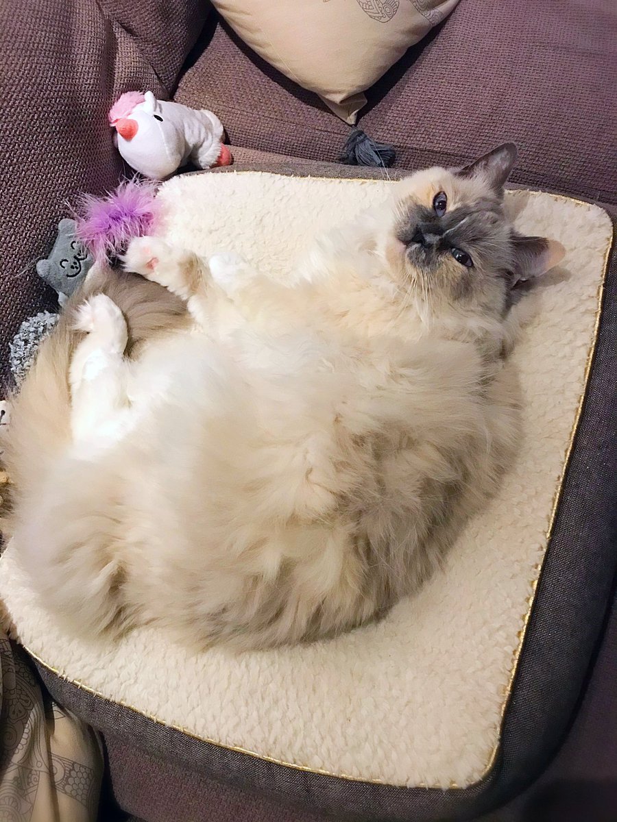 Betty_Boo_Kat's tweet photo. I’m catching up with furrriends 💖😻💖 With efurrrything going on in the world 🌎 It’s impawtant we get together right now 💙😻💛 Happy #FluffyFursday 🐾 https://t.co/n1z4P42Vwr