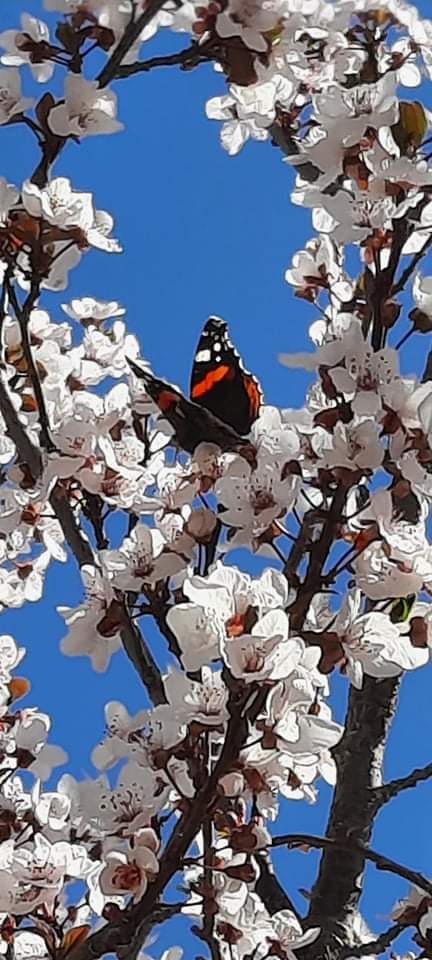 pablodeolavide's tweet photo. Nuestro campus empieza a florecer 🌸🦋🦋🌸

📸 Gracias a Inmaculada Roman por la foto 😍

#campusupo #flordeinvierno #marzo #universidadpablodeolavide #UPO #Sevilla https://t.co/cBi4ue8iQL