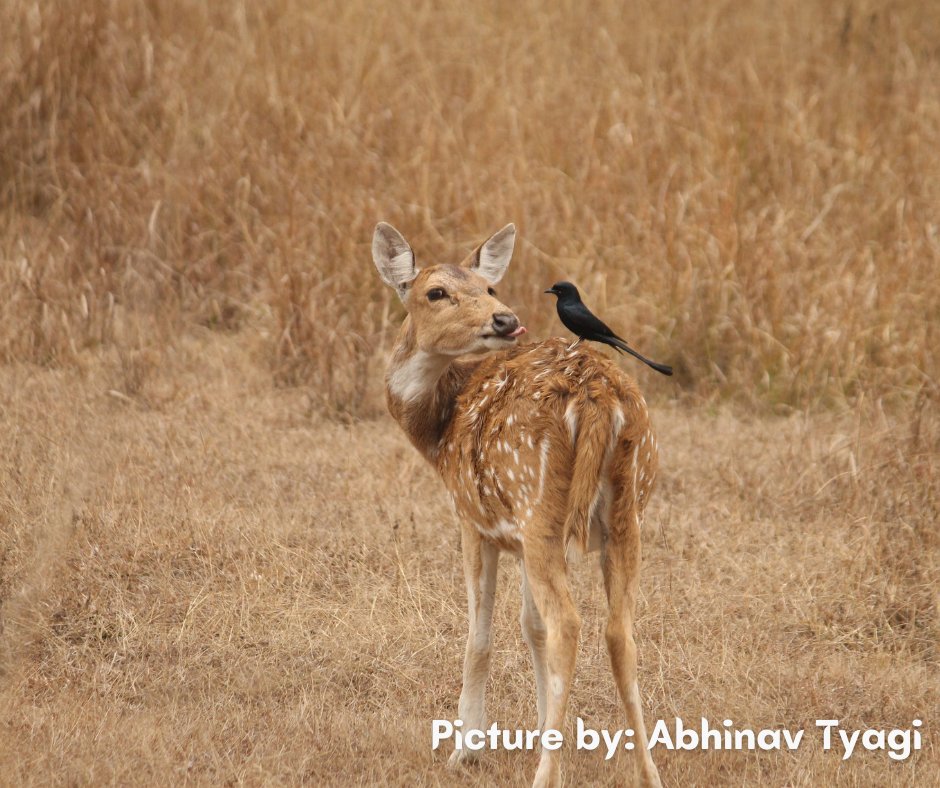 NCBS_Bangalore's tweet photo. Our PhD scholar, @Abhinav_Tyagi_  is a part of research where they are looking @ the #GeneticConnectivity of Chital &amp; Sambar species in Central India + investigating the impacts of various anthropogenic disturbances and landscape features on gene flow.

https://t.co/YsTO34xEoI https://t.co/xjvK4gs7FG