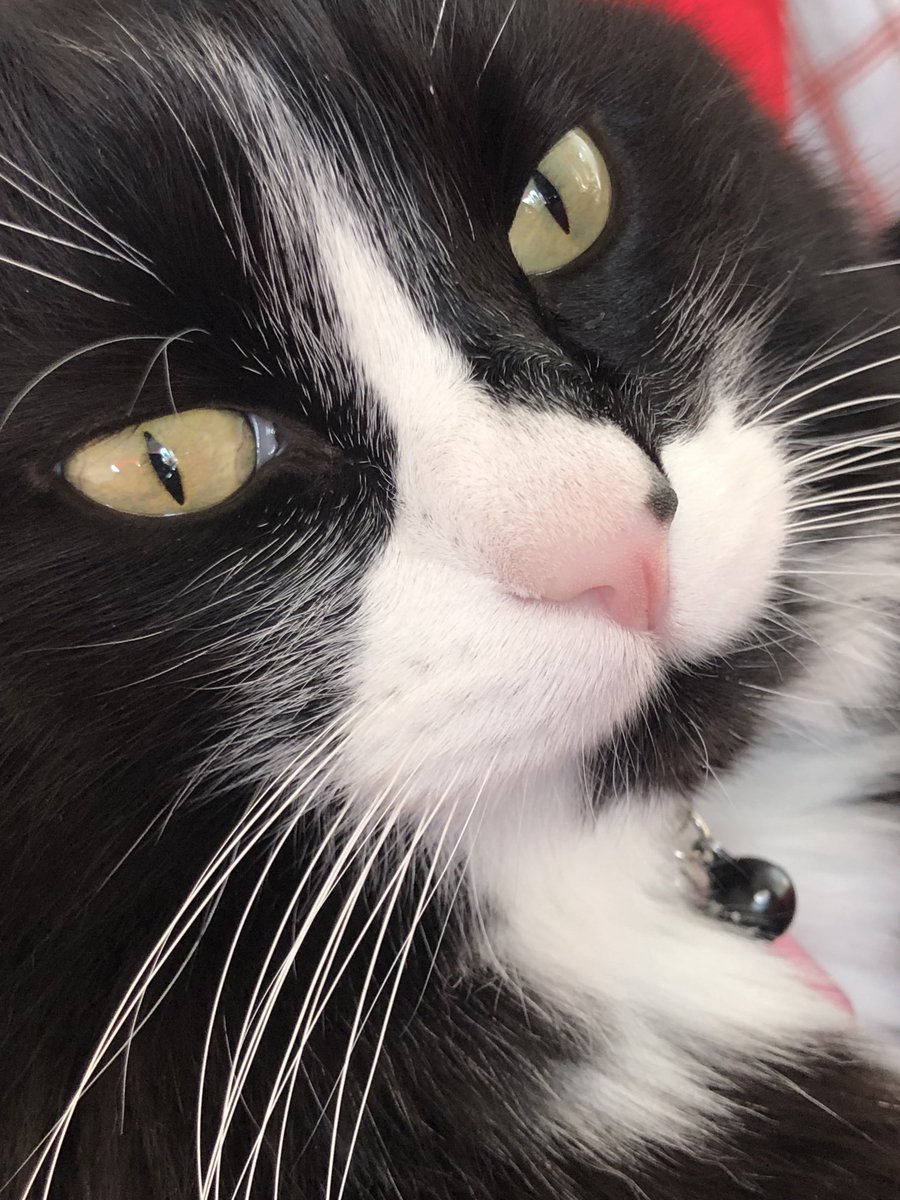 ChatMiles's tweet image. 👃🦶