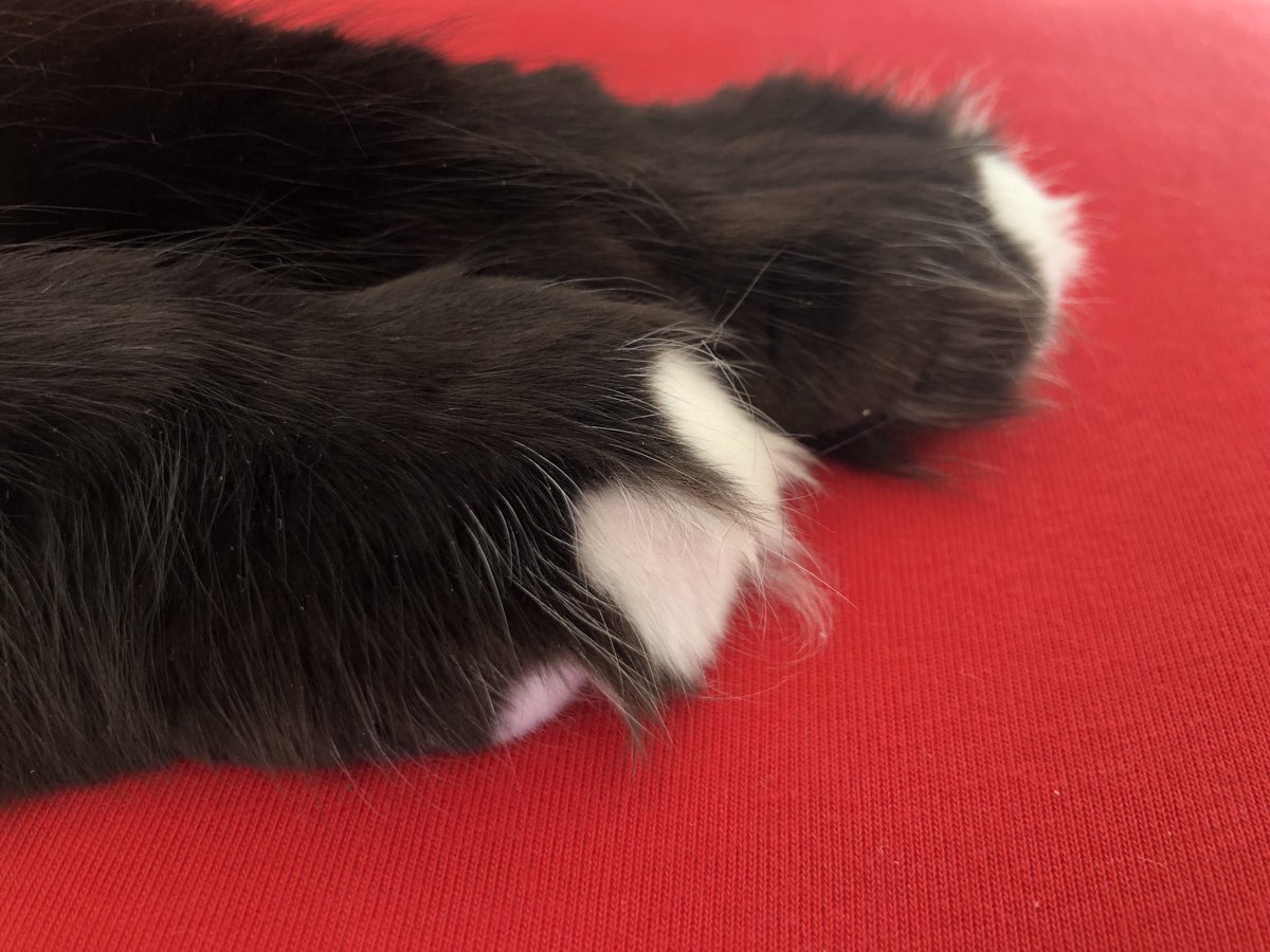 ChatMiles's tweet image. 👃🦶