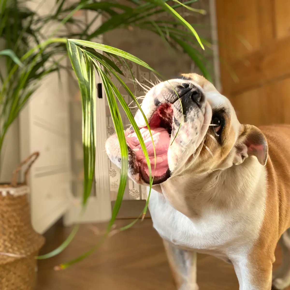 barney_bulldog's tweet photo. Itโs #ThrowbackThursday, today Iโm remembering when I munched on the houseplant - it didnโt taste great, so I had to get my big people to fetch a snack for me! Have a great Thursday ๐พ๐ถโค๏ธ Barney #BarneyTheBulldog #FourSleeps #DogsOfTwitter #DogsOfIG #Bulldog #EnglishBulldog https://t.co/0nu5wzGloE