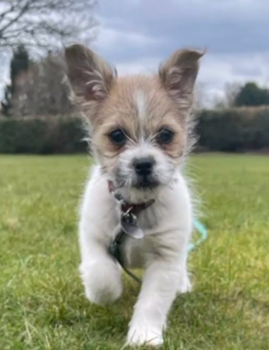 Cutest TBT you’ll see today, Pip at her puppy training 🥺 #throwbackthursday 
6 week puppy courses starting this Sat or Sun if you’d like to join! There is only 1 space left on Sat, 2 on Sun so book online ASAP!! 🐶💛 Looking forward to meeting our new students 🥰 #SettleandStay